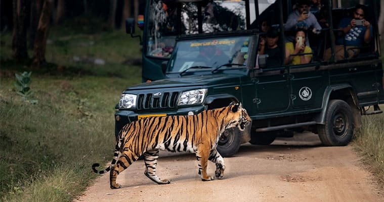 Wildlife